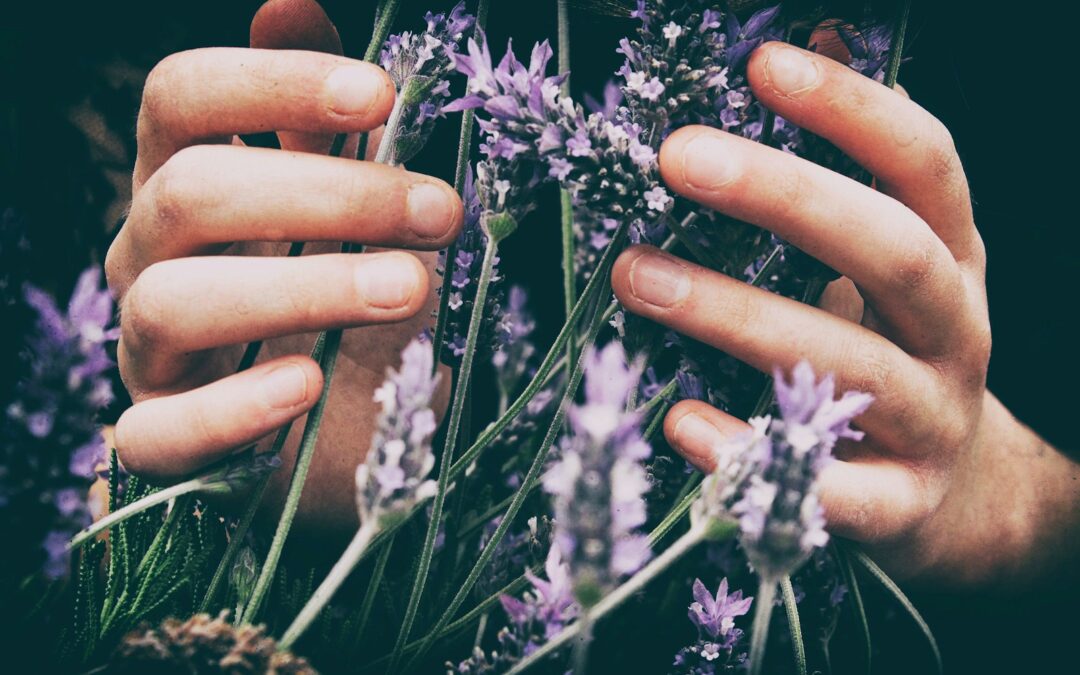 person touching purple petaled flowers