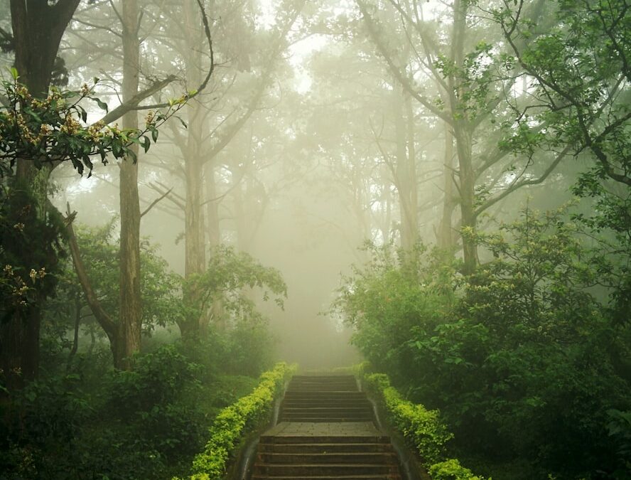 trees and plants