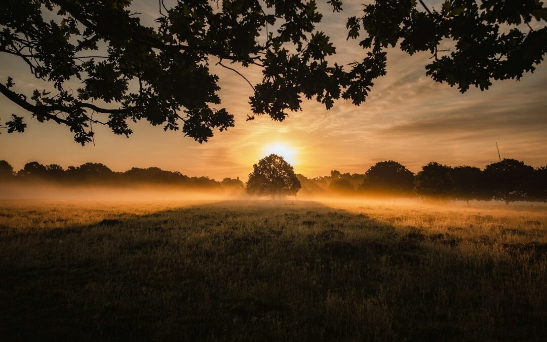 green field during golden hour
