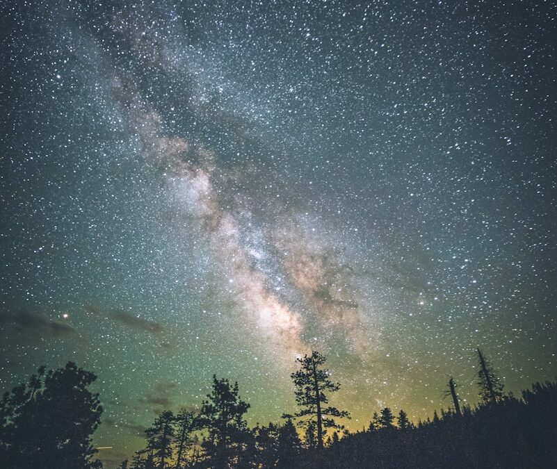 silhouettes of trees under starry sky