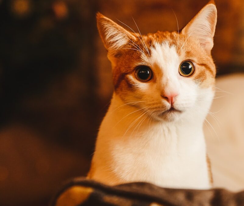 orange and white cat on black and brown textile