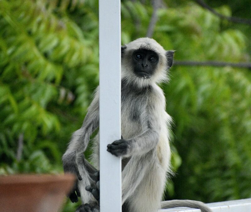 a lemur sitting on a white railing