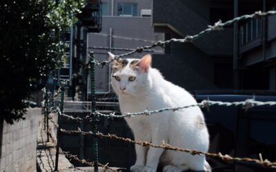 まなざしひとつが癒しになる