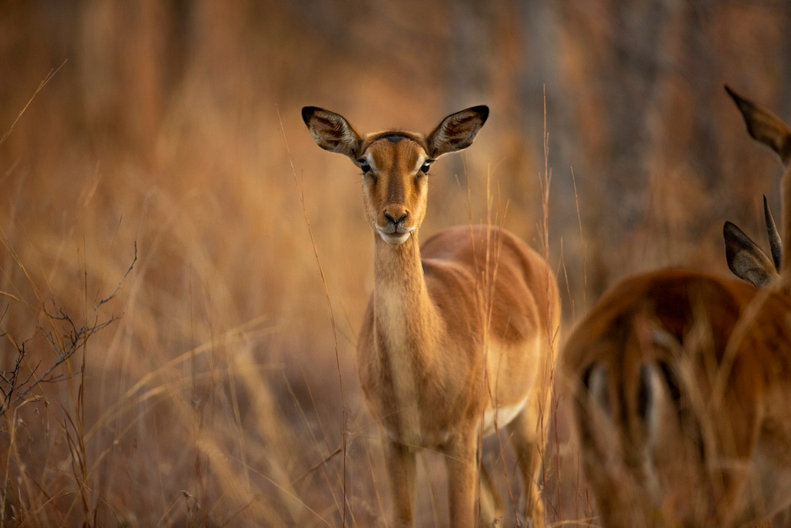 brown deer on brown grass field during daytime