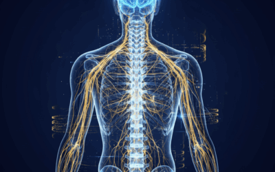 脳（中央）と、からだ（末梢）をつなぐ重要なメディアが背骨