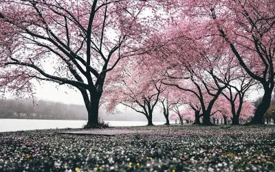 美しい桜も散ればゴミ？価値観の違いを考える