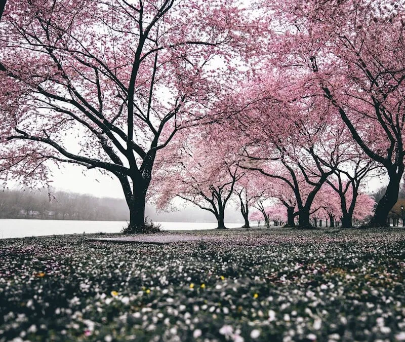 美しい桜も散ればゴミ？価値観の違いを考える