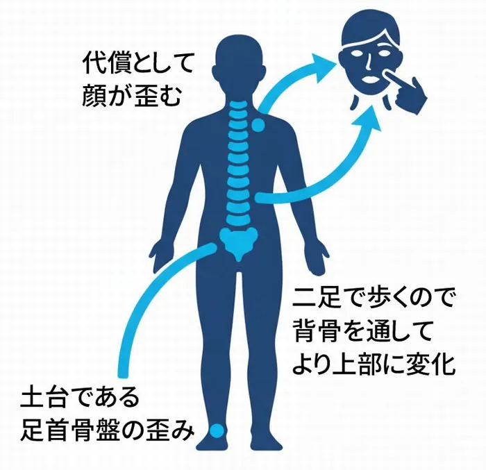 顔の歪みの根本原因を図解。土台である足首と骨盤の歪みが背骨を通じて顔全体に連鎖し、顔の左右差（代償性の歪み）を引き起こすメカニズム。