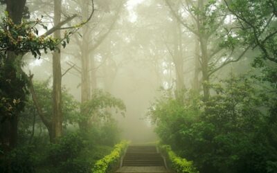 森林療法で心と体を癒す！森林浴の驚くべき効果とは