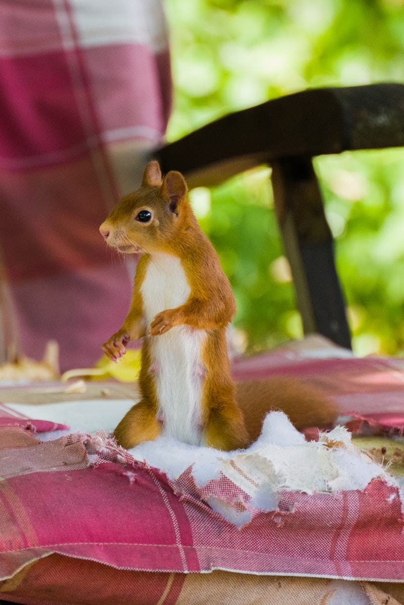 a squirrel standing on a blanket