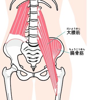 大腰筋のイラスト
