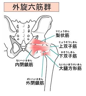 外旋六筋のイラスト