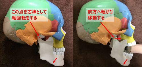 顎関節の構造