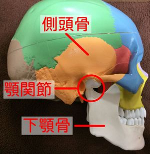 側頭骨と下顎骨