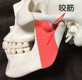 咬筋と側頭筋