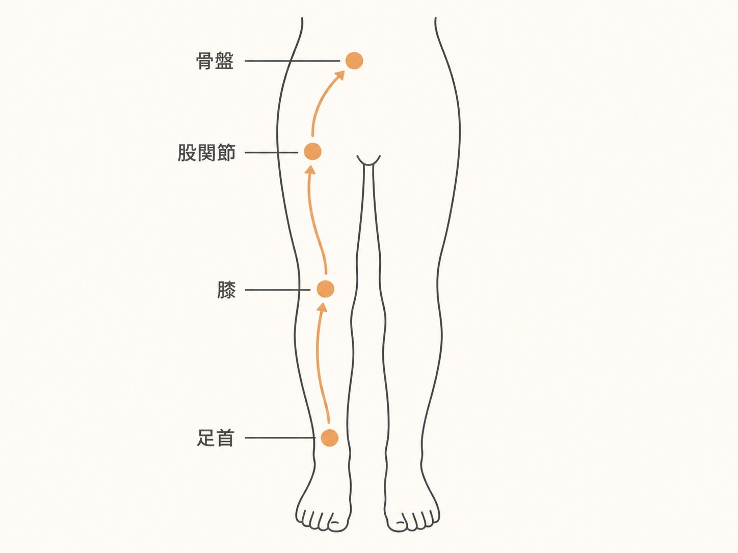 足首・膝・股関節・骨盤のつながりを示すO脚原因の図解